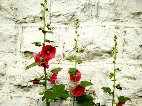 蜀葵花