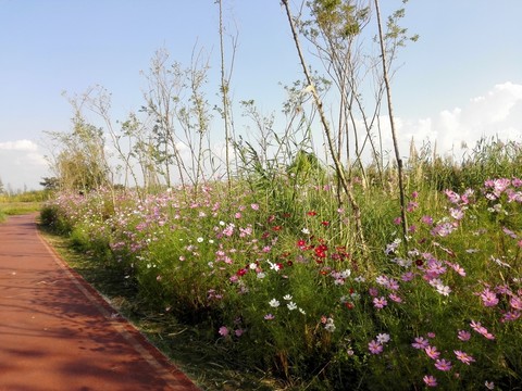 花卉風景
