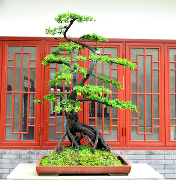 盆景盆栽