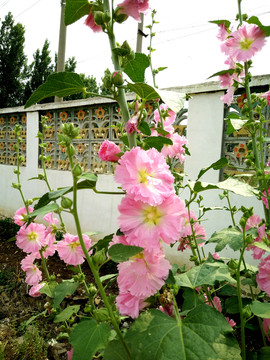蜀葵花