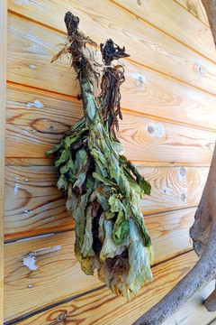 靈芝草 天山靈芝 仙草