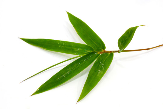 竹葉 竹葉素材