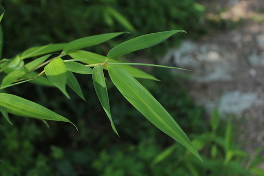 竹葉 竹葉素材