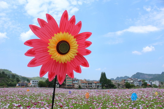 粉紅色向日葵 花園