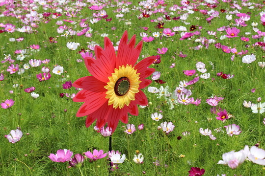 紅色向日葵 花園