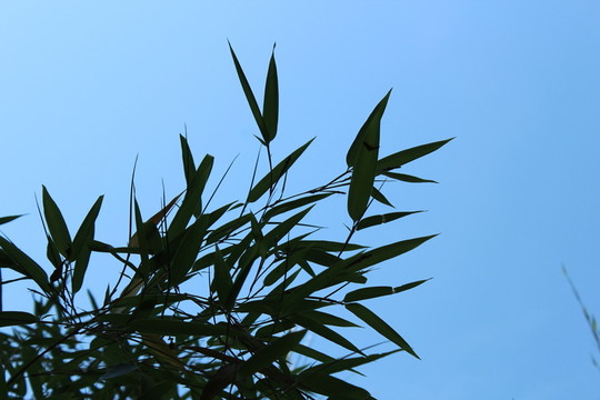 竹葉剪影 竹葉