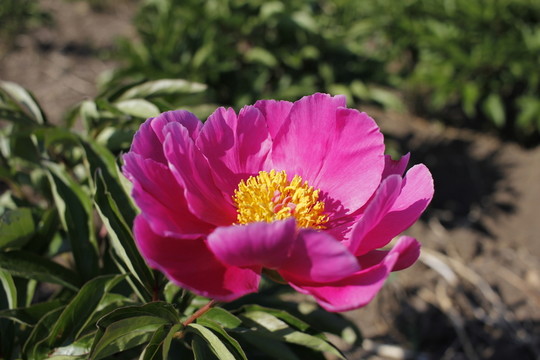 大芍藥 芍藥花 藥材 紅芍藥
