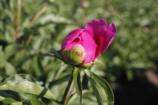 大芍藥 芍藥花 藥材 紅芍藥