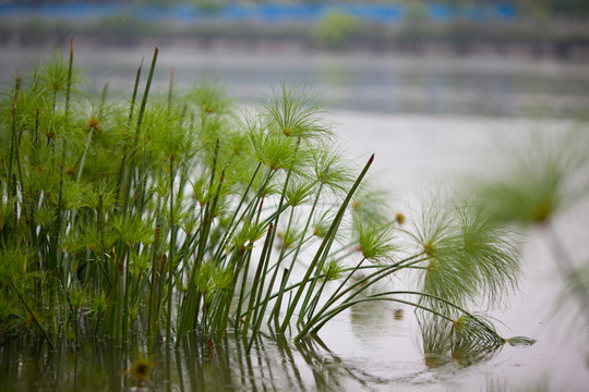濕地 水生植物