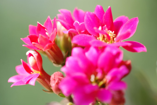 長壽花