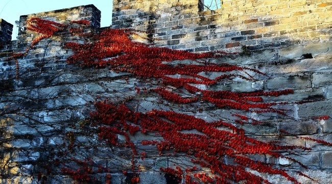 紅葉 青磚墻 城墻