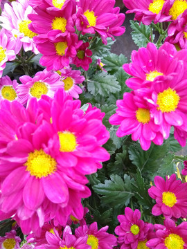 菊花