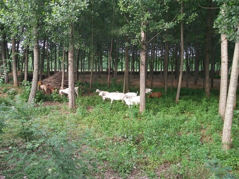 山羊 羊