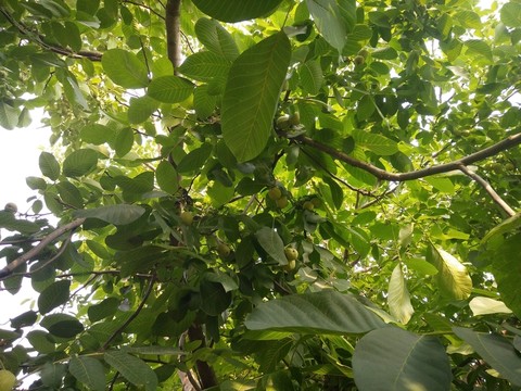 核桃樹