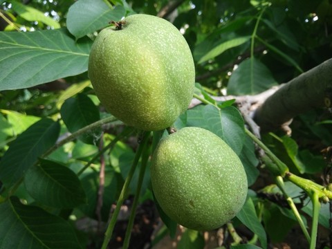 兩個核桃