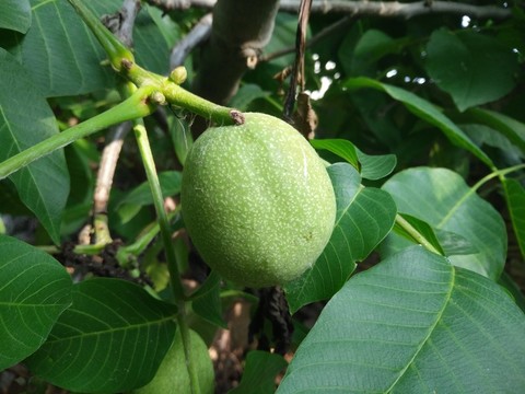 一個(gè)核桃