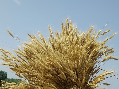 麥穗