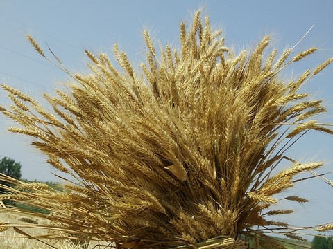 麥穗