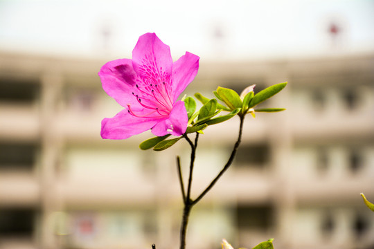 一朵杜鵑花