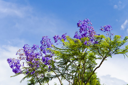 藍(lán)花楹