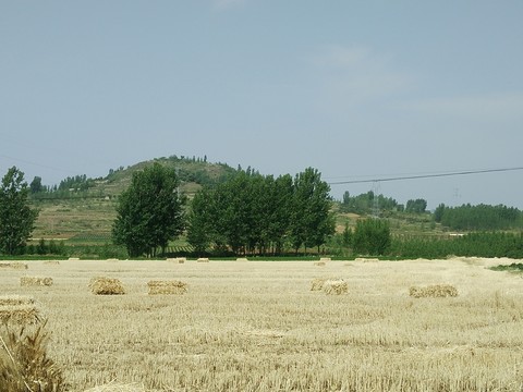 收割麥田