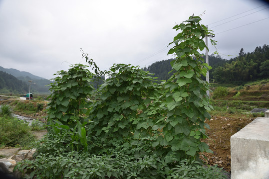 菜地 菜園