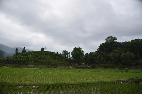 田園田野