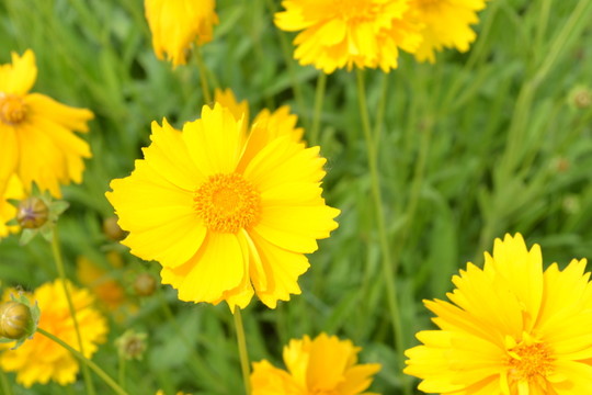 小黃花