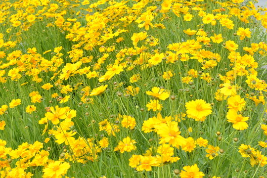 小黃花