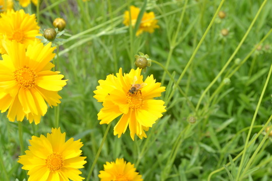 小黃花