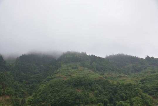 山林