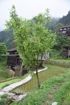 梨樹