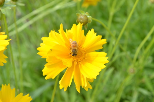 蜜蜂 蜜蜂采蜜