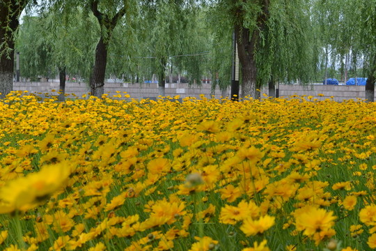 公園景觀 花園