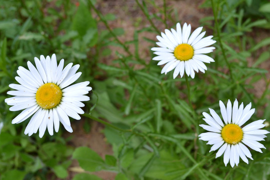 洋甘菊