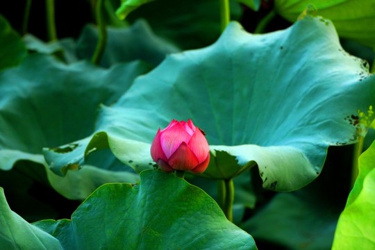 荷花