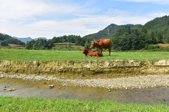 草原風(fēng)景