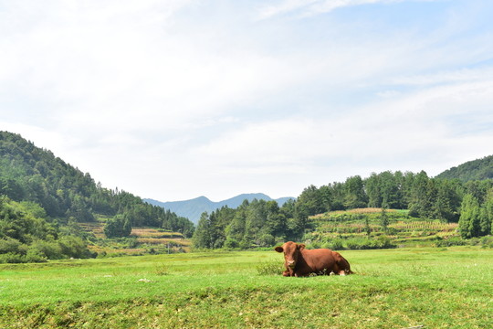 黃牛草原