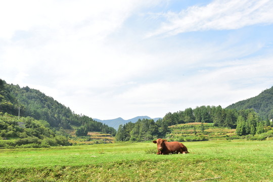 黃牛草原