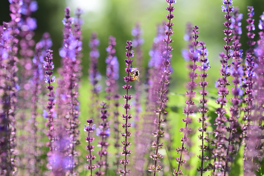 薰衣草與蜜蜂