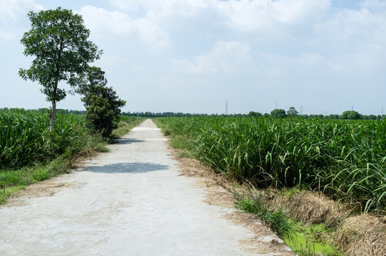 田間小道