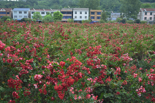紫薇花 紫薇園