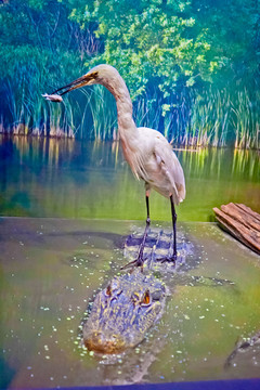 水鳥與鱷魚