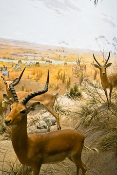 动物摄影 非洲羚羊