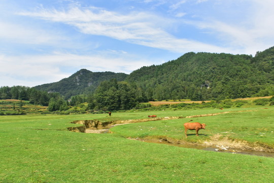 田園美麗景色