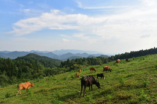 草原牧場