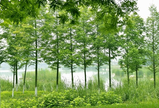 樹木 風(fēng)景
