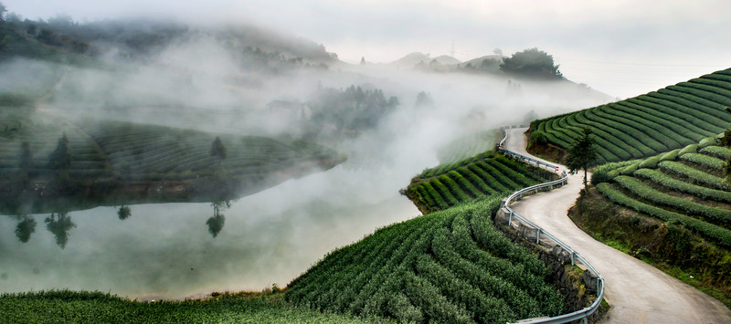 茶園 茶山