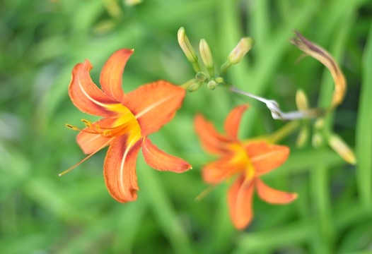 花卉 萱草大花