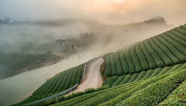 茶園風(fēng)光